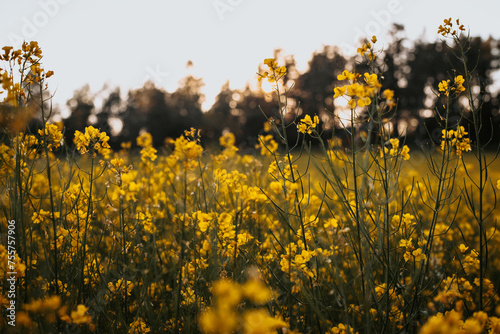 Fototapeta Naklejka Na Ścianę i Meble -  field of yellow flowers