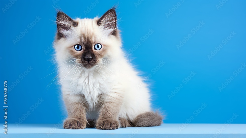 Close-up shot of fluffy and adorable kitten against vibrant backdrop, bringing out charming features