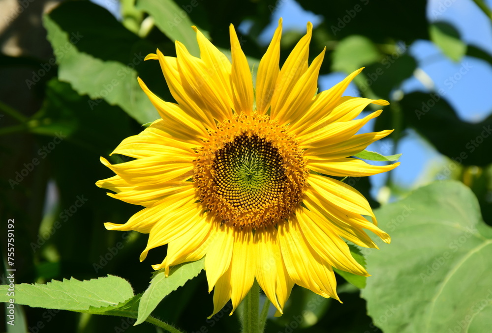Sunflower in sunlight close-up in sunflower field Sunflower in sunlight close-up in sunflower field