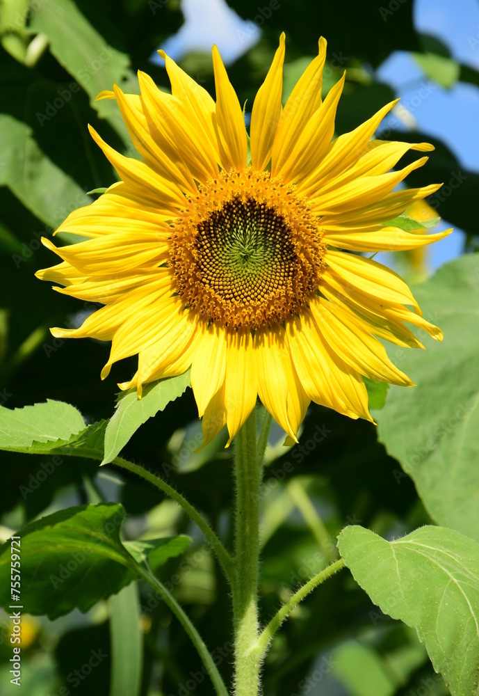 Sunflower in sunlight close-up in sunflower field Sunflower in sunlight close-up in sunflower field