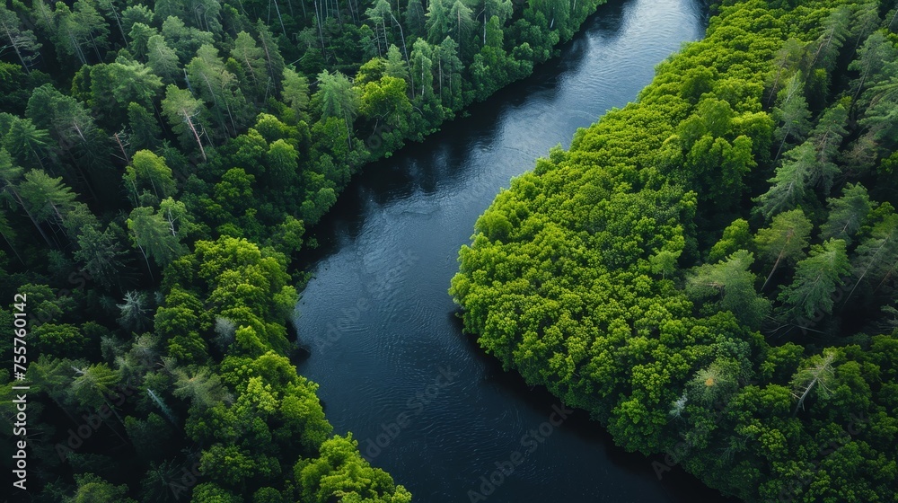 River Flowing Through Lush Green Forest