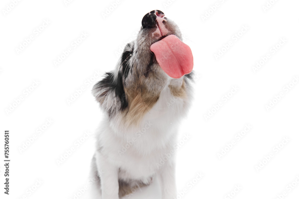 Close-up of adorable, playful Border Collie puppy with long tongue hanging out against white studio background. Concept of pet lover, animal life, grooming and veterinary. Copy space Close-up of adorable, playful Border Collie puppy with long tongue hanging out against white studio background. Concept of pet lover, animal life, grooming and veterinary. Copy space