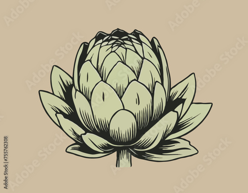 Artichoke vegetable Hand Drawing