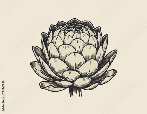 Artichoke vegetable Hand Drawing