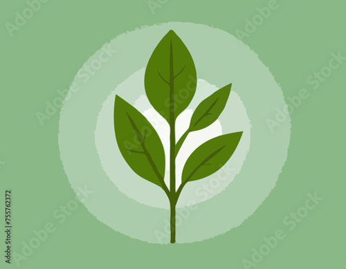 Rucola or arugula icon 
