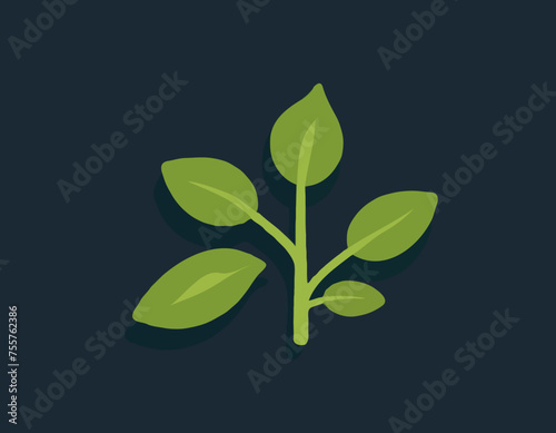 Rucola or arugula icon 

