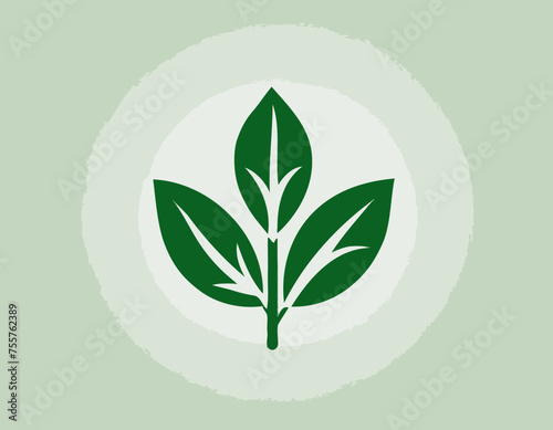 Rucola or arugula icon 
