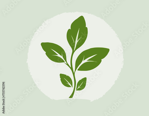Rucola or arugula icon 
