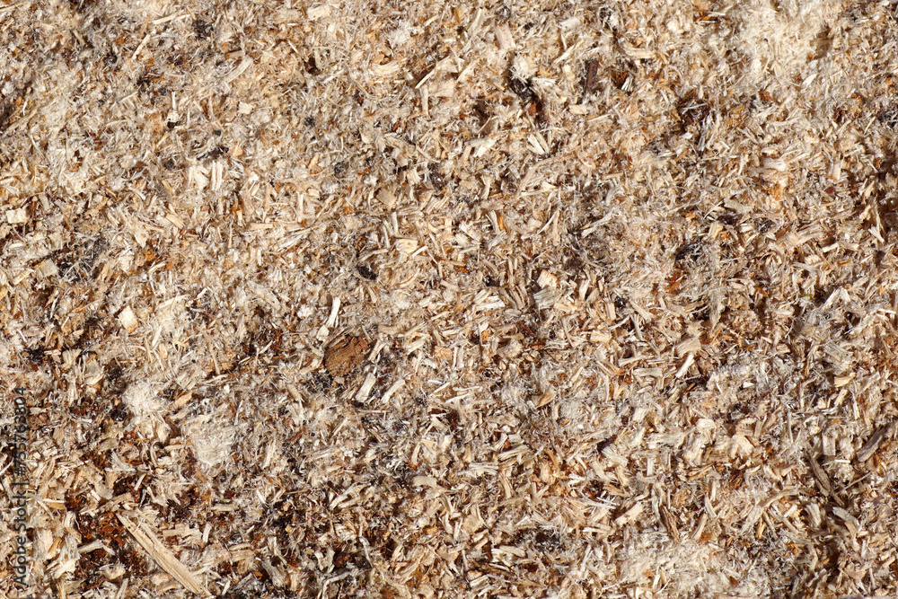 Sawdust or wood dust texture background. Wooddust of horse chestnut. Top view. Close-up. Sawdust or wood dust texture background. Wooddust of horse chestnut. Top view. Close-up.