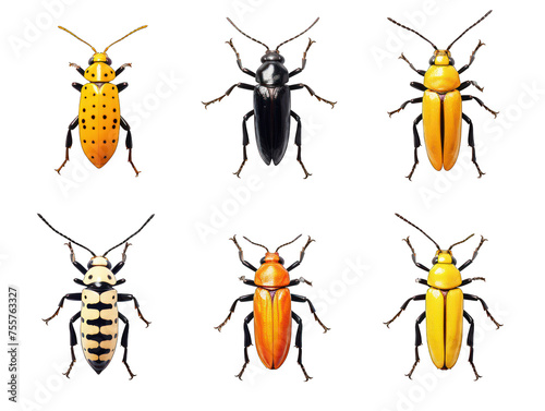 Collection set of soldier beetle isolated on transparent background, transparency image, removed background