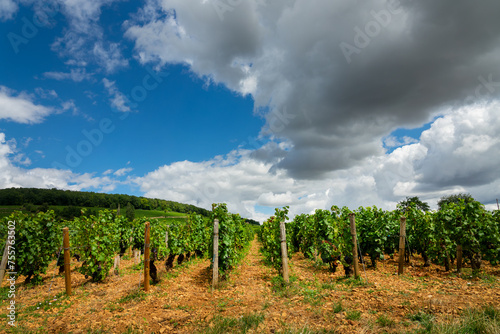 Pinot noir vineyard, Aloxe Corton wine landscape in Burgundy, France