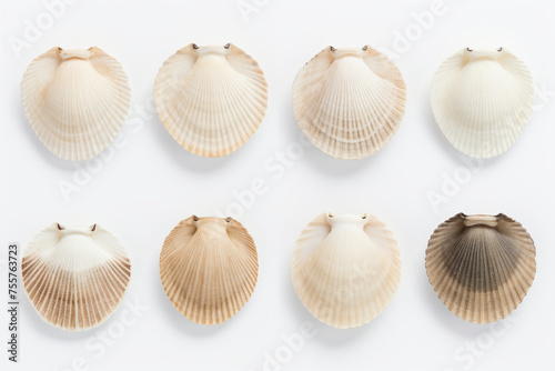Array of Scallop Shells on White Background Ordered in Neat Rows