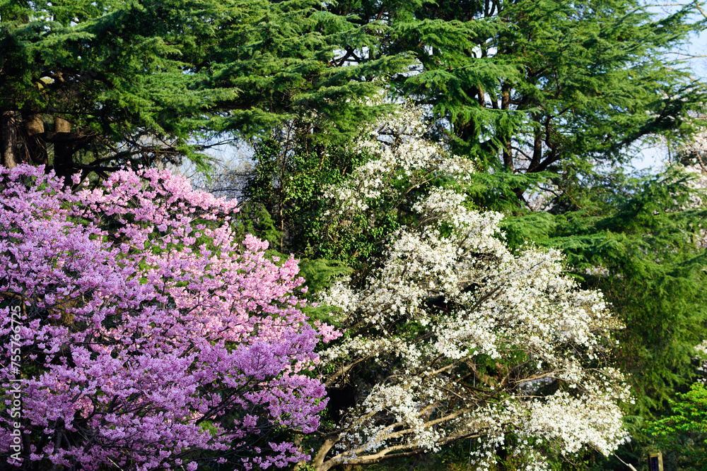 満開の桜の花 満開の桜の花