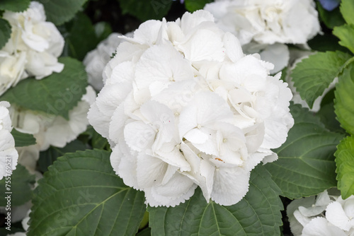 Принти на полотні Beautiful Hydrangea macrophylla 'Schneeball' flowers.