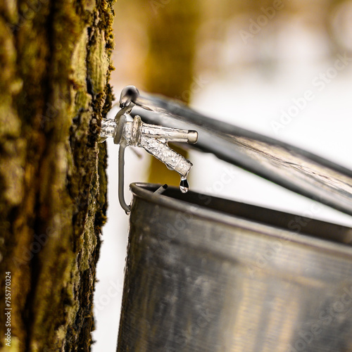 Old fashionned maple water collection day. photo