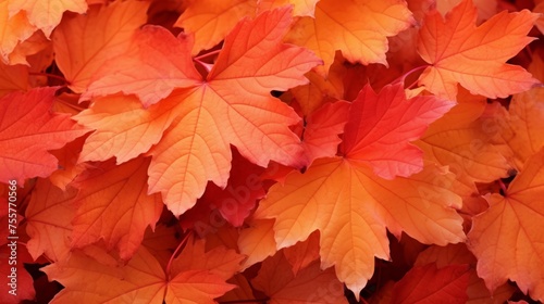 Leaves in shades of orange and red