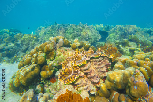 Huge striped brown colorful tridacna clams and sea urchins on the coral reef underwater tropical exotic world.