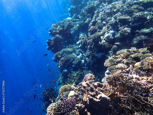 The fascinating underwater world on an offshore reef in Sharm EL Sheikh.