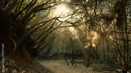 Forest track with sun rays