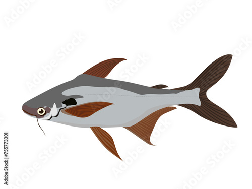 Pangasianodon hypophthalmus on a white background.