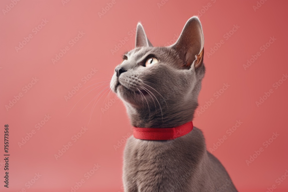 Cute and funny grey british cat in red collar sitting on light pink background. Banner or card about domestic pets with copy space for pet shop, food or veterinarian clinic