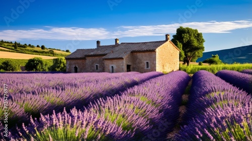 A border of lush lavender fields in provence