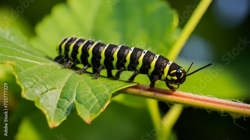 A closeup of a caterpillar munching on a leaf © Cloudyew