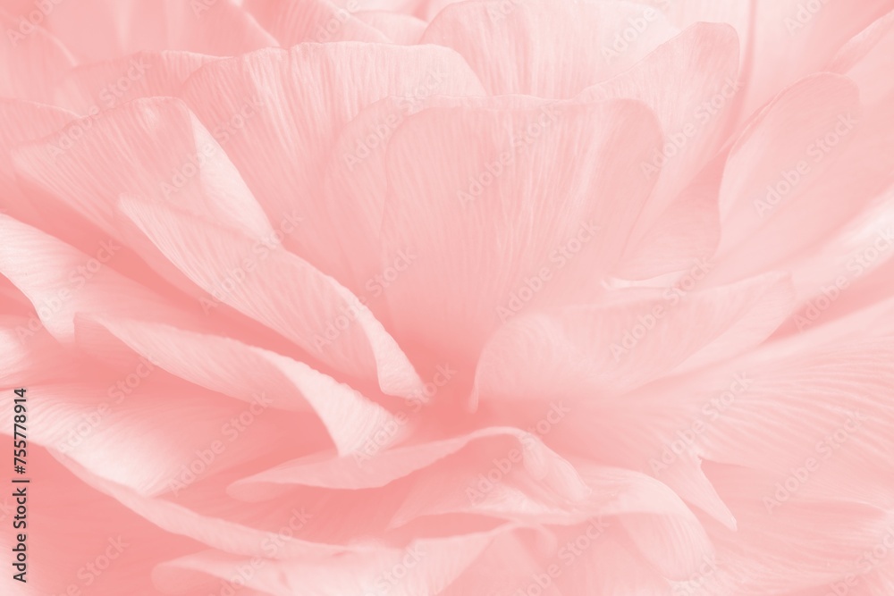 Pink ranunculus flower - obrazy, fototapety, plakaty 