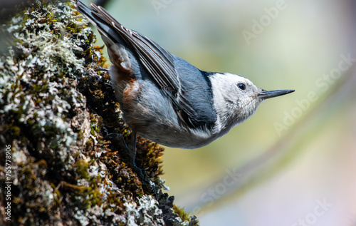 A white-breasted nuthatch foraging on a tree in a Southern Oregon forest