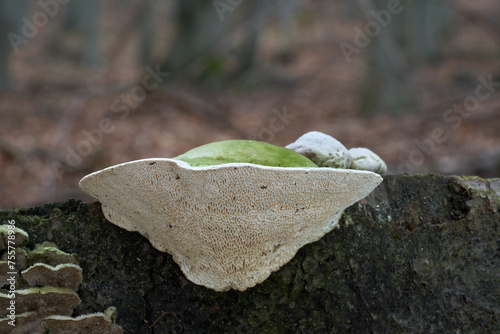 Trametes gibbosa mushroom on the wood. Known as Lumpy Bracket. Wild white-green mushroom in beech forest.