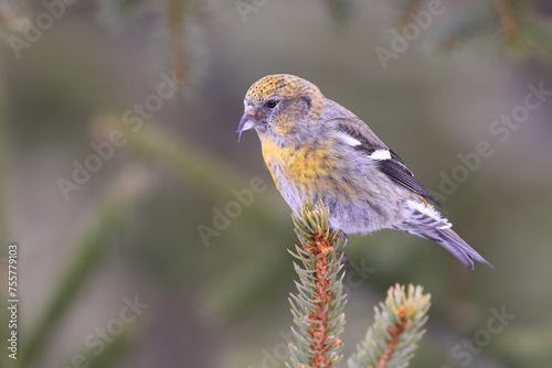White winged Crossbill female perched on a fir branch in the forest, Canada