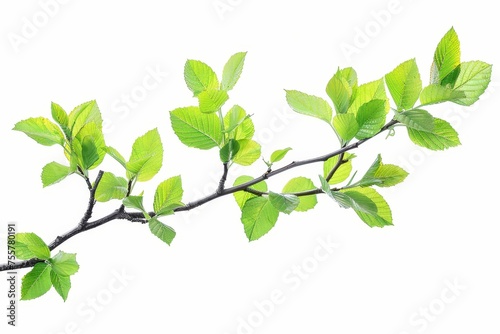 Isolated green leaves on white spring twig