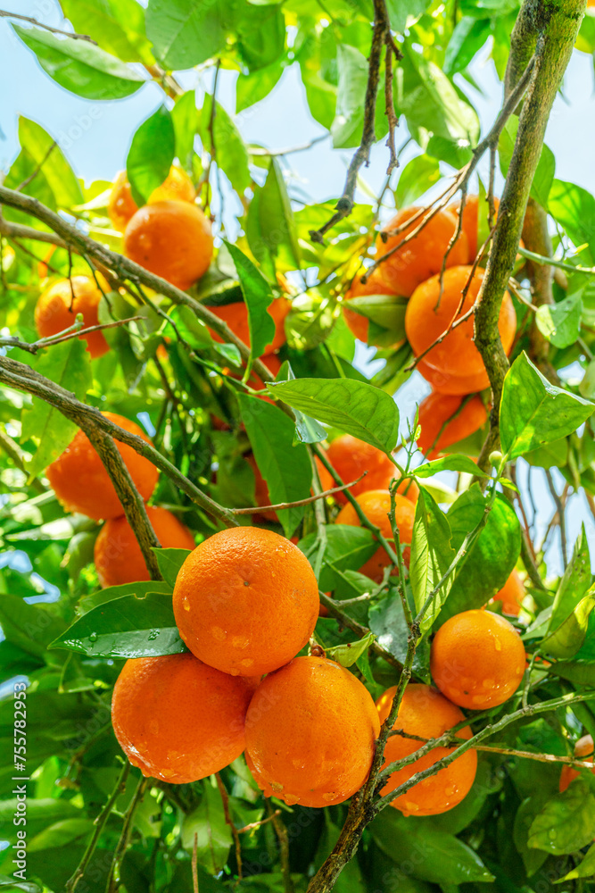 Ripe orange fruits on orange tree between lush foliage. View from below. Ripe orange fruits on orange tree between lush foliage. View from below.