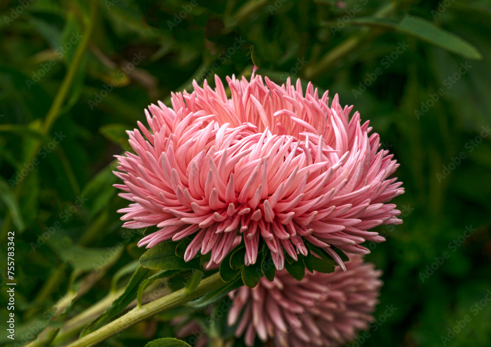 Delicate flower of a peony-shaped terry aster close-up. Delicate flower of a peony-shaped terry aster close-up.