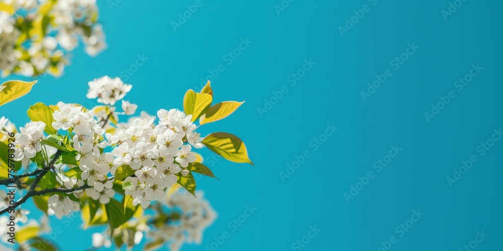 apple tree branch in blossom on a bright blue background with space for text or advertising