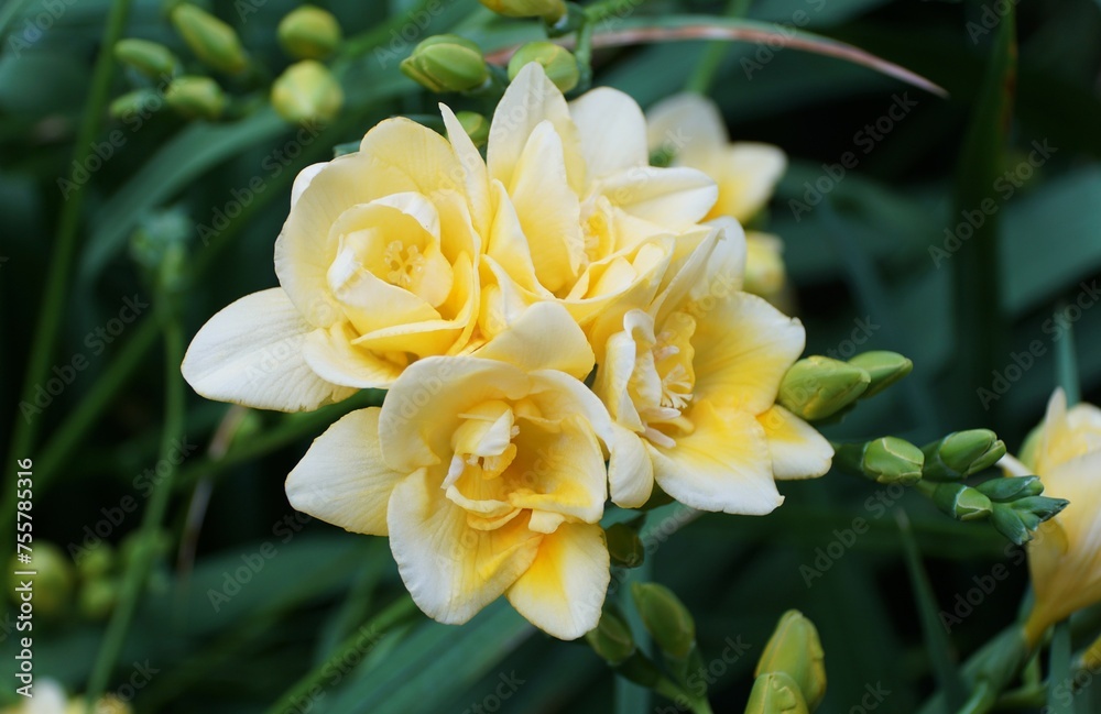 Closeup of the light yellow flowers of Freesia 'Ricagrande' Closeup of the light yellow flowers of Freesia 'Ricagrande'