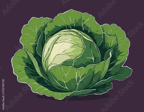 Cabbage Vegetable Hand Drawing 
