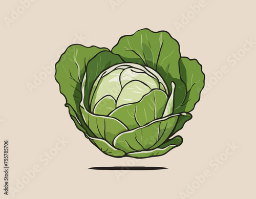 Cabbage Vegetable Hand Drawing 
