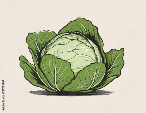 Cabbage Vegetable Hand Drawing 
