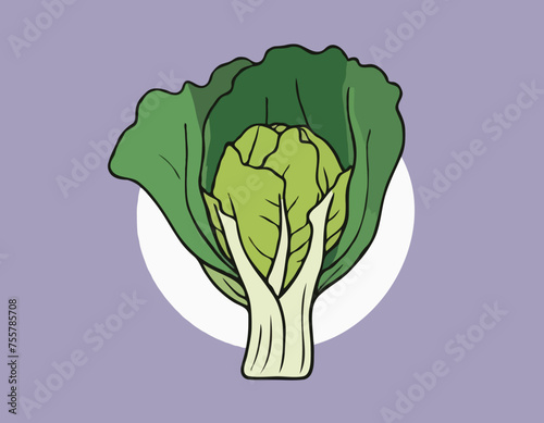 Cabbage Vegetable Hand Drawing 
