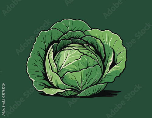 Cabbage Vegetable Hand Drawing 
