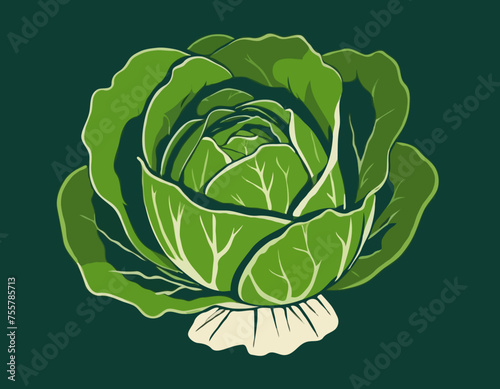 Cabbage Vegetable Hand Drawing 
