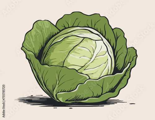 Cabbage Vegetable Hand Drawing 
