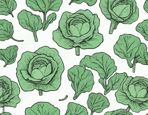 Cabbage Vegetable Hand Drawing 

