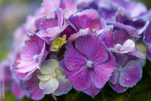 Macro image, purple hydrangea flower background