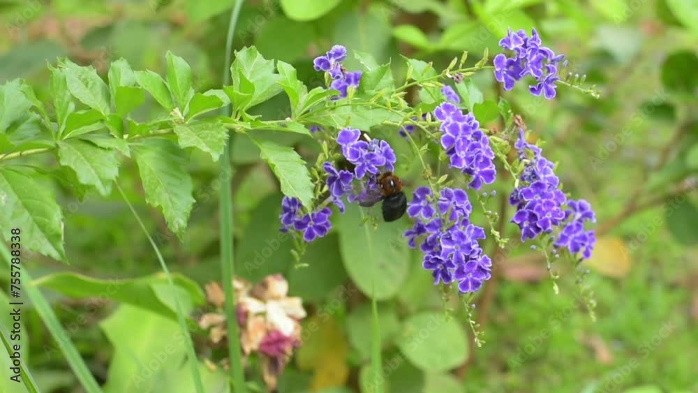 large carpenter bee collects pollen from purple flowers. Plant pollination, Xylocopa. large carpenter bee collects pollen from purple flowers. Plant pollination, Xylocopa.
