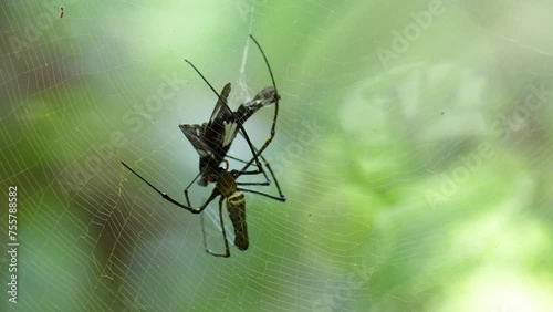 Nephila pilipes spider catches prey on a web in the forest. photo