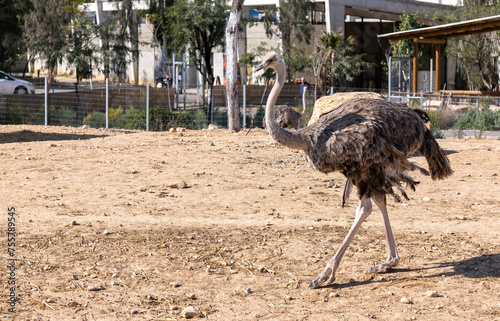 An ostrich with strong legs walks in an enclosure