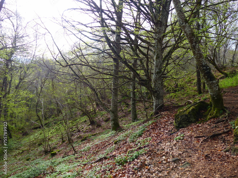 Fototapeta premium Sentier en forêt