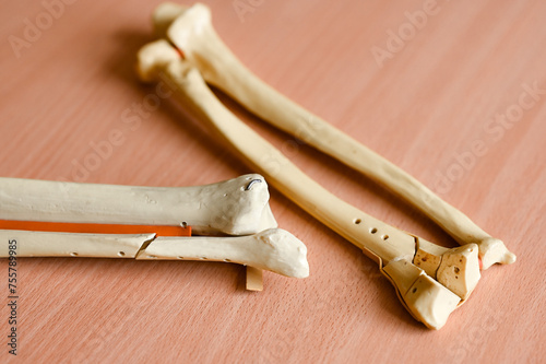 Models of the radial bones of the hand photo